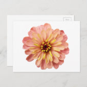 《植物》百日草フローラ花自然写真はがき ポストカード (正面/裏面)