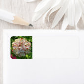 《植物》百日草差出人住所ラベル ラベル (インサイチュ)