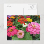 《植物》百日草束 ポストカード (正面/裏面)