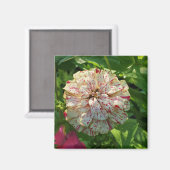 《植物》百日草磁石 マグネット (正面/裏面)