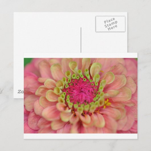 《植物》百日草 ポストカード (正面/裏面)