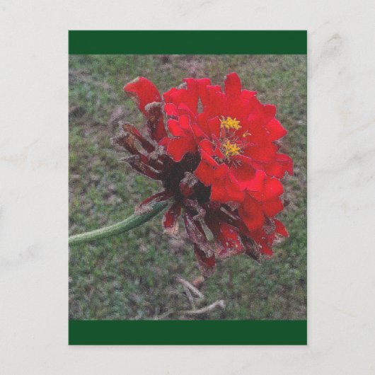 《植物》百日草 ポストカード (正面)