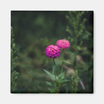 《植物》百日草—