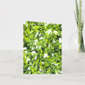 《植物》百日草BOXWOODフォトフローラノートカード ノートカード (裏面)