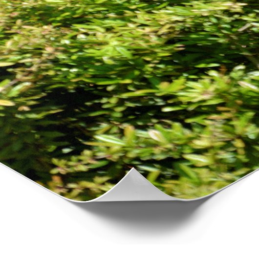 植生のオカピ ポスター (角)