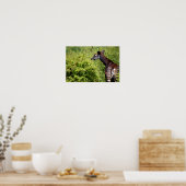 植生のオカピ ポスター (キッチン)