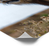 植生の間に立ち、後ろから見えるライオン ポスター (角)