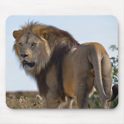 植生の間に立ち、後ろから見えるライオン マウスパッド (正面)