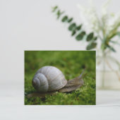 植生カタツムリ ポストカード (スタンド正面)