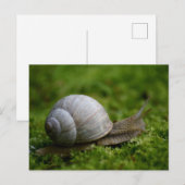植生カタツムリ ポストカード (正面/裏面)