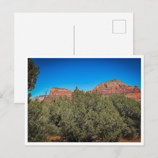 植生 ポストカード (正面/裏面)