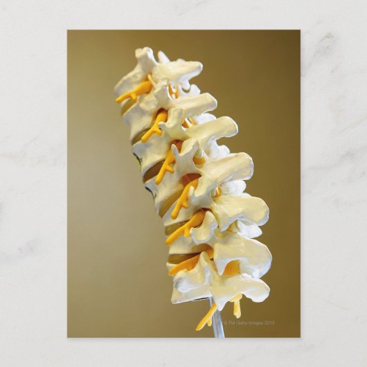 椎骨の医療モデルのクローズアップ ポストカード (正面)