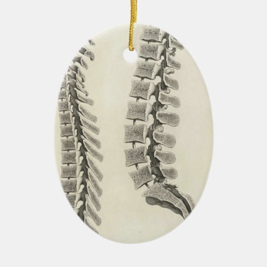 椎骨の引くこと セラミックオーナメント (正面)