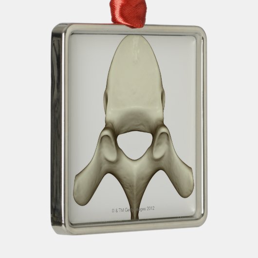 椎骨 メタルオーナメント (右)