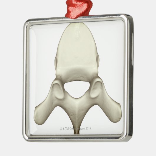 椎骨 メタルオーナメント (左)