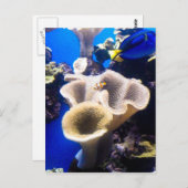 検索，ネモ ポストカード (正面/裏面)