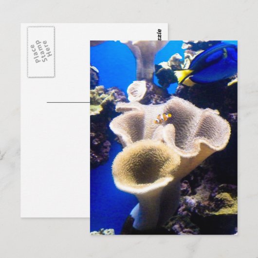 検索，ネモ ポストカード (正面/裏面)