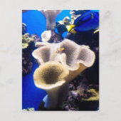 検索，ネモ ポストカード (正面)