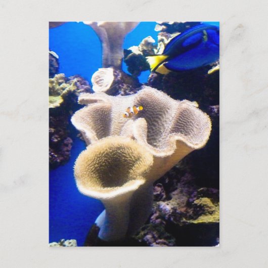 検索，ネモ ポストカード (正面)