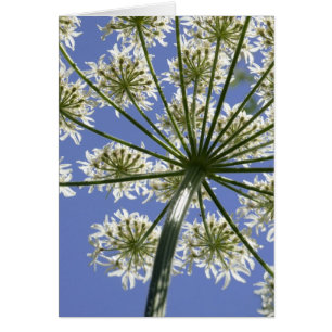 検索 – 花の写真カード