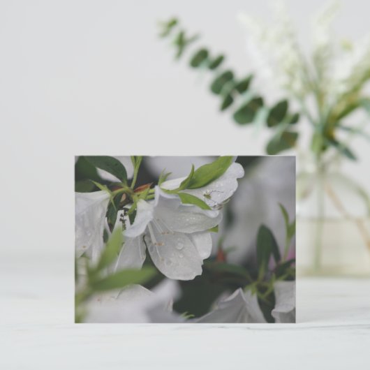 椿の上の虫 ポストカード (スタンド正面)