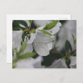 椿の上の虫 ポストカード (正面/裏面)