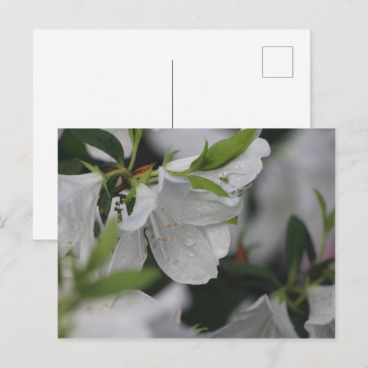 椿の上の虫 ポストカード (正面/裏面)