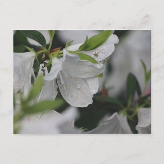 椿の上の虫 ポストカード