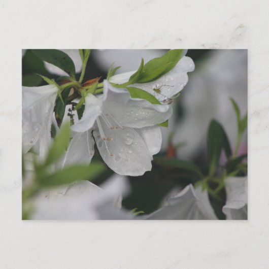 椿の上の虫 ポストカード (正面)