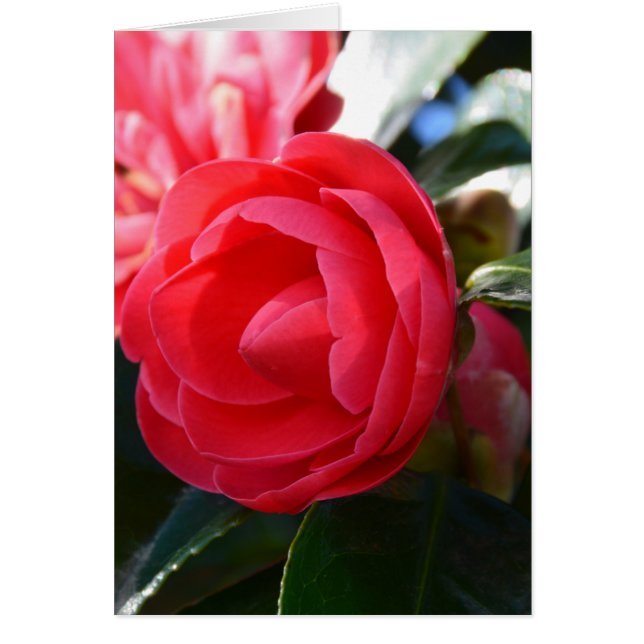 椿の花 (正面)