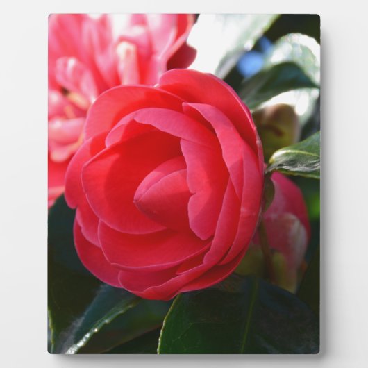 椿の花 フォトプラーク (正面)