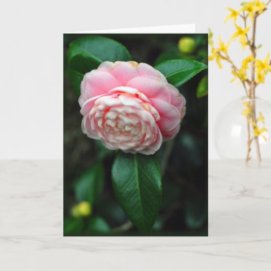 椿独身の開花 カード (黄色い花)