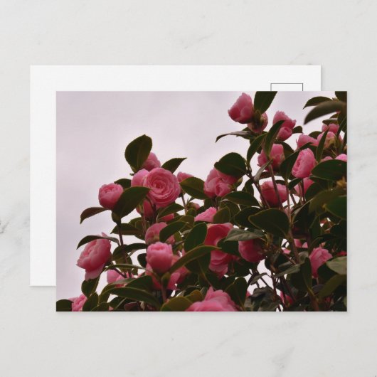 椿花 ポストカード (正面/裏面)