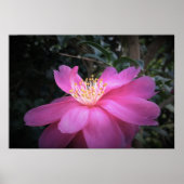 椿 ポスター (正面)