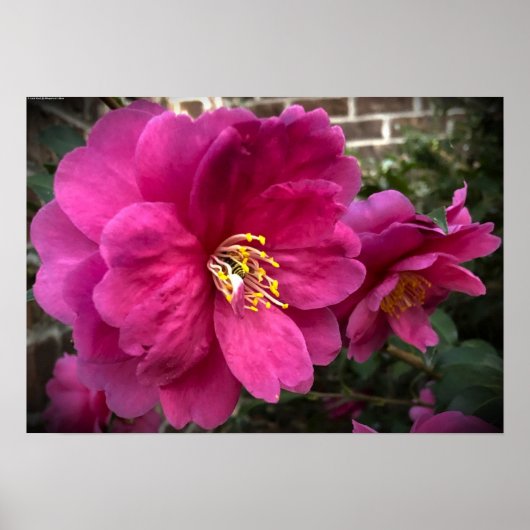 椿 ポスター (正面)