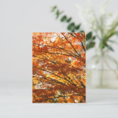 楓の葉 ポストカード (スタンド正面)