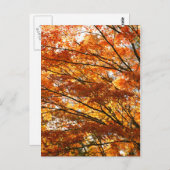 楓の葉 ポストカード (正面/裏面)