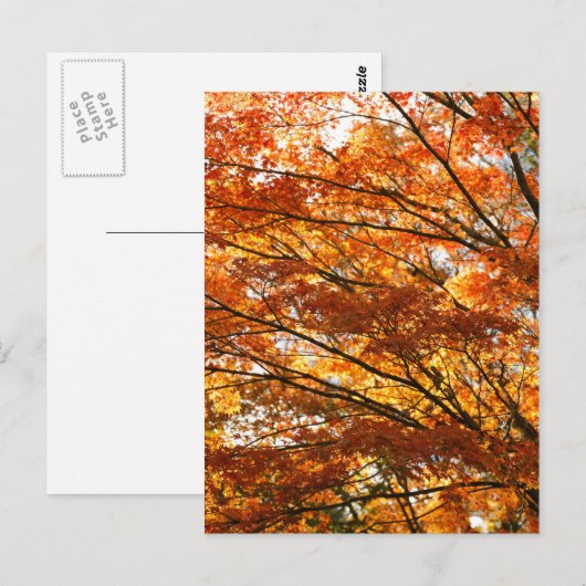 楓の葉 ポストカード (正面/裏面)