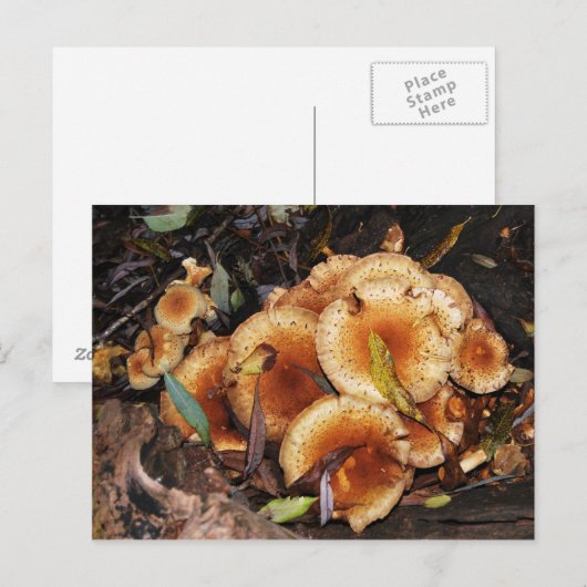 楢茸のArmillaria Mellea ポストカード (正面/裏面)