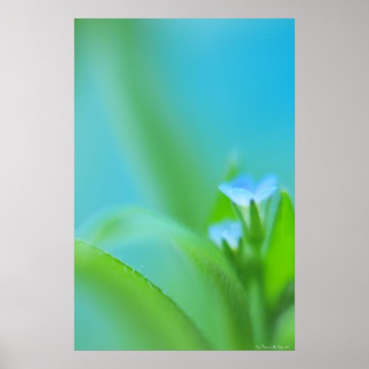 極めて小さな完璧 ポスター (正面)