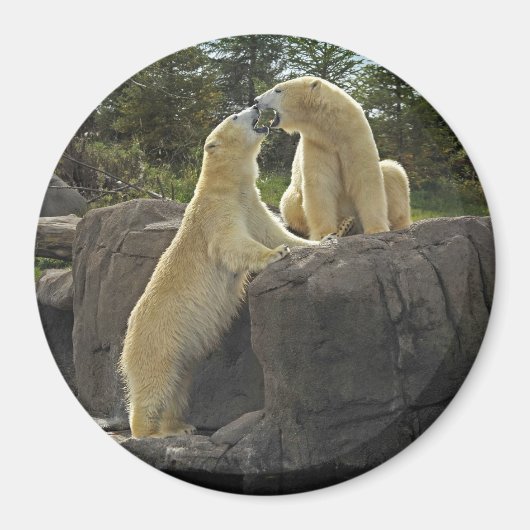 極キスをする熊 マグネット (正面)