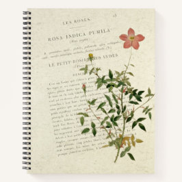 極上のミニチュア: Rosa indica pumila ノートブック
