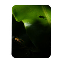 極小スパイダーフォトマグネット