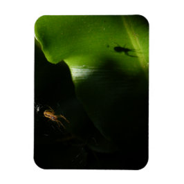 極小スパイダーフォトマグネット マグネット