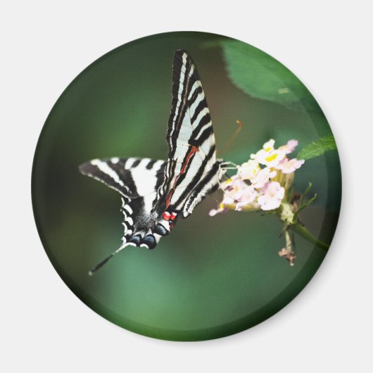 極小ゼブラ磁石 マグネット (正面)