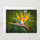 極楽の花鳥 ポストカード (正面/裏面)