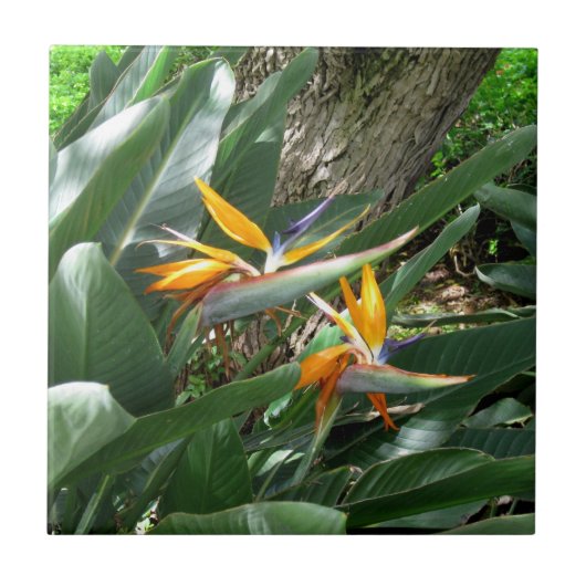 極楽の陶製タイル タイル (正面)