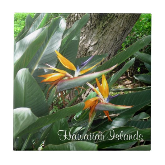 極楽の陶製タイル タイル (正面)