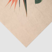 極楽鳥の植物画デコパージュ 薄葉紙 (詳細)