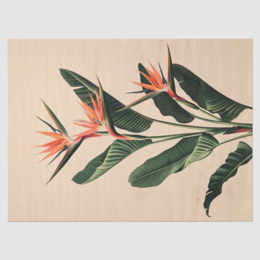 極楽鳥の植物画デコパージュ 薄葉紙 (正面)